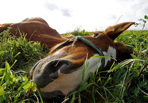 Упавшая лошадь, уставшая, на траве