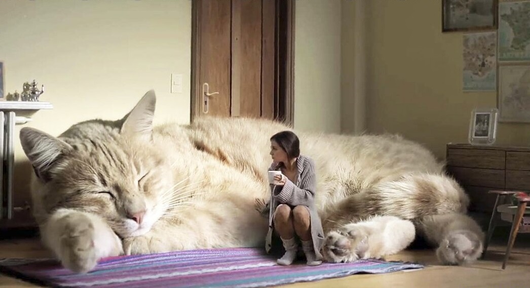 Огромная кошка и маленькая девушка дома. Спокойствие